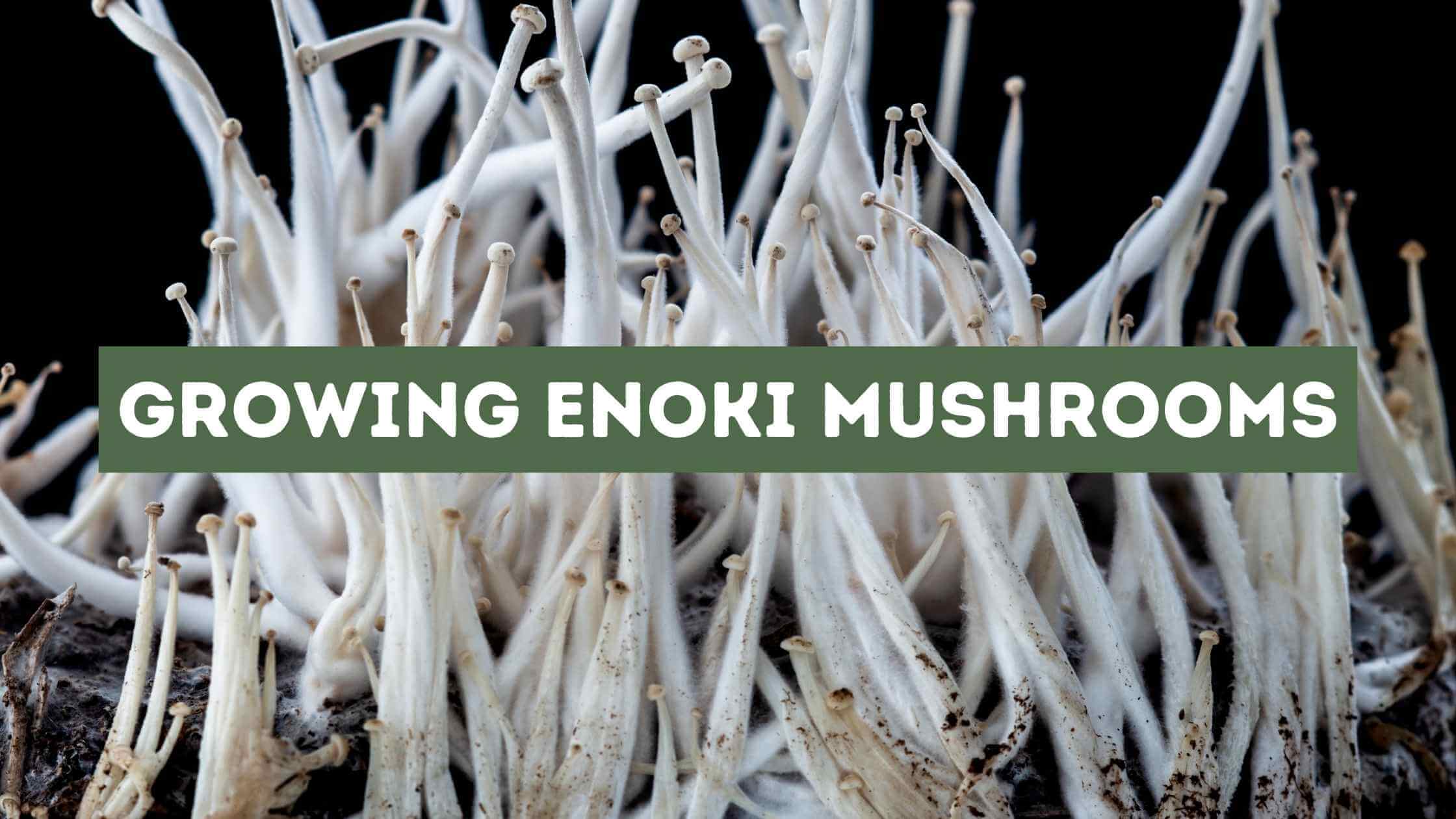 Growing Enoki Mushrooms