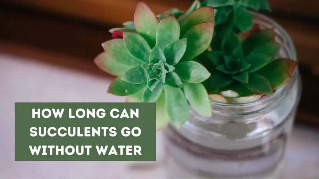 Photo of succulent plants inside a jar with water. How Long Can Succulents Go Without Water?