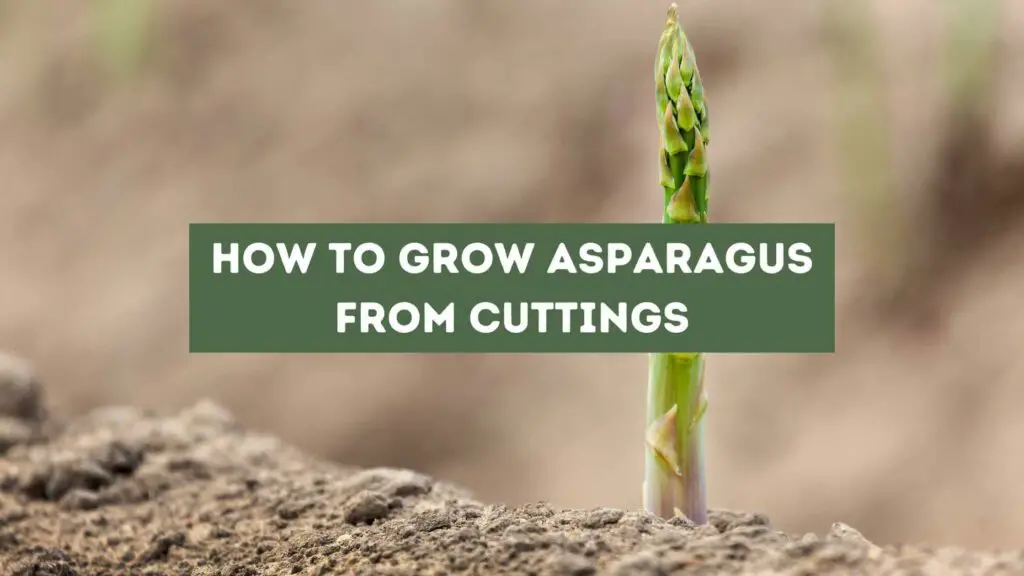 Photo of an aspargus planted on the ground. How to Grow Asparagus from Cuttings.