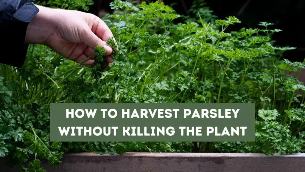 Photo of parsley being harvested from a herb garden. How to Harvest Parsley Without Killing the Plant.