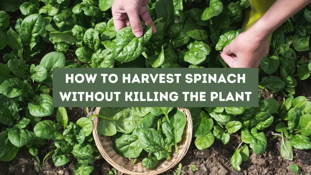 Photo of a person's hands harvesting spinach. How to Harvest Spinach Without Killing the Plant.