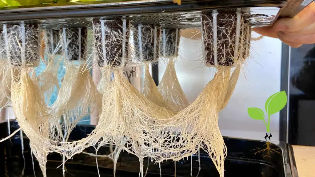 Photo of a big entanglement of hydroponics roots.