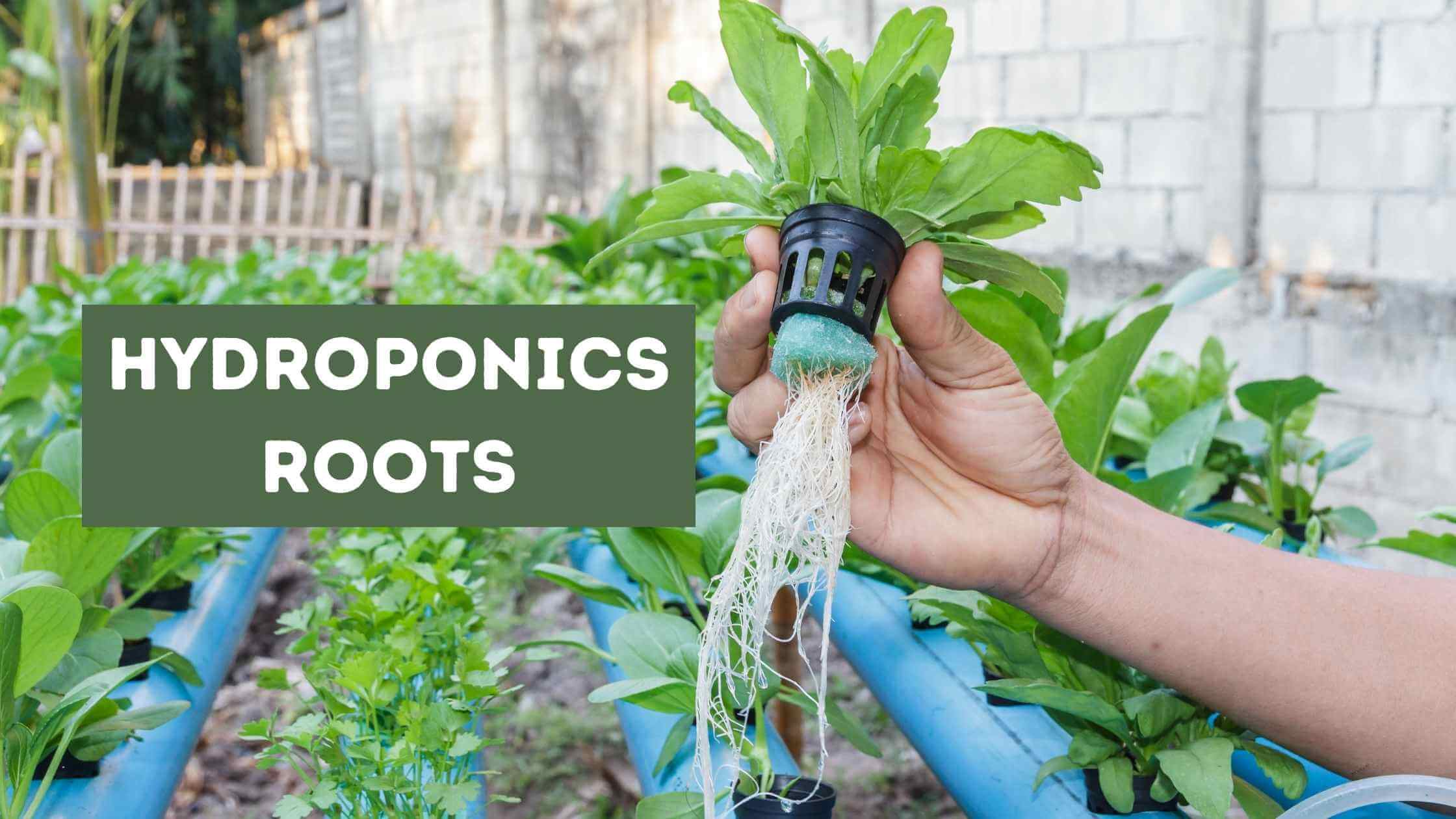 Hydroponics Roots