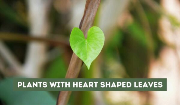 15 Plants with Heart Shaped Leaves (The Most Beautiful)