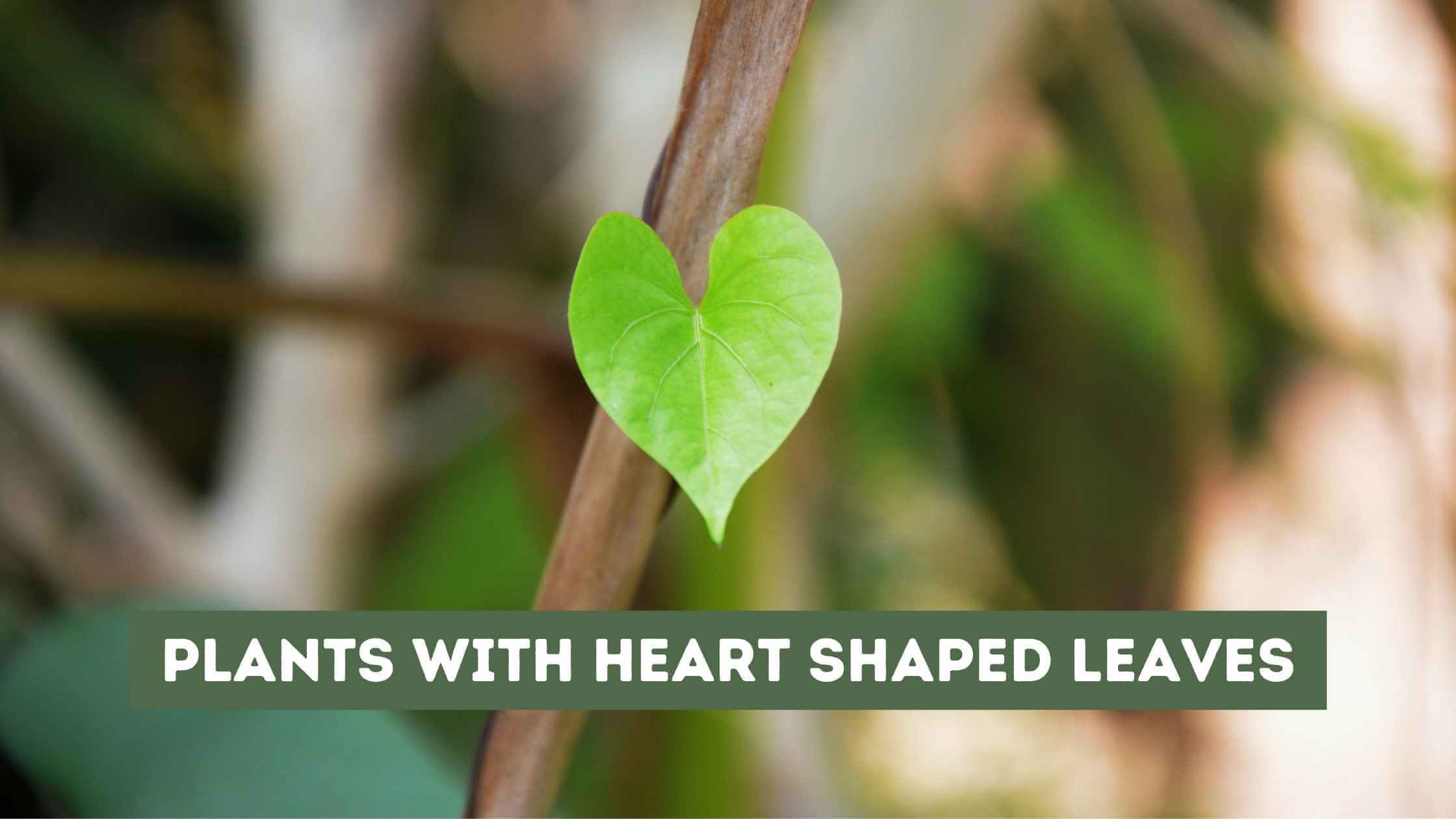 Plants with Heart Shaped Leaves