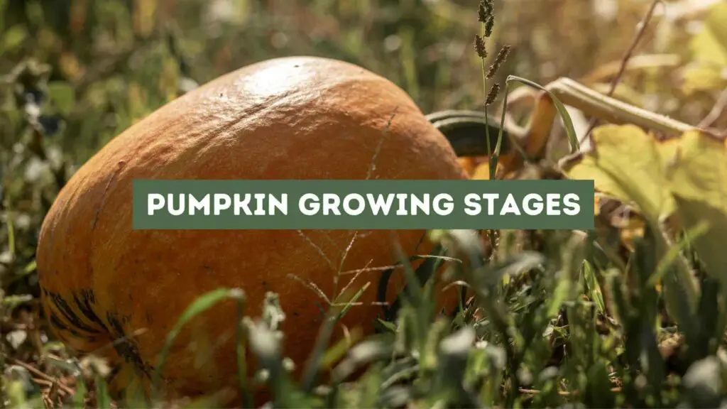 Photo of an orange pumpkin. Pumpkin Growing Stages.