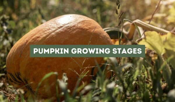 Pumpkin Growing Stages (Exposed)