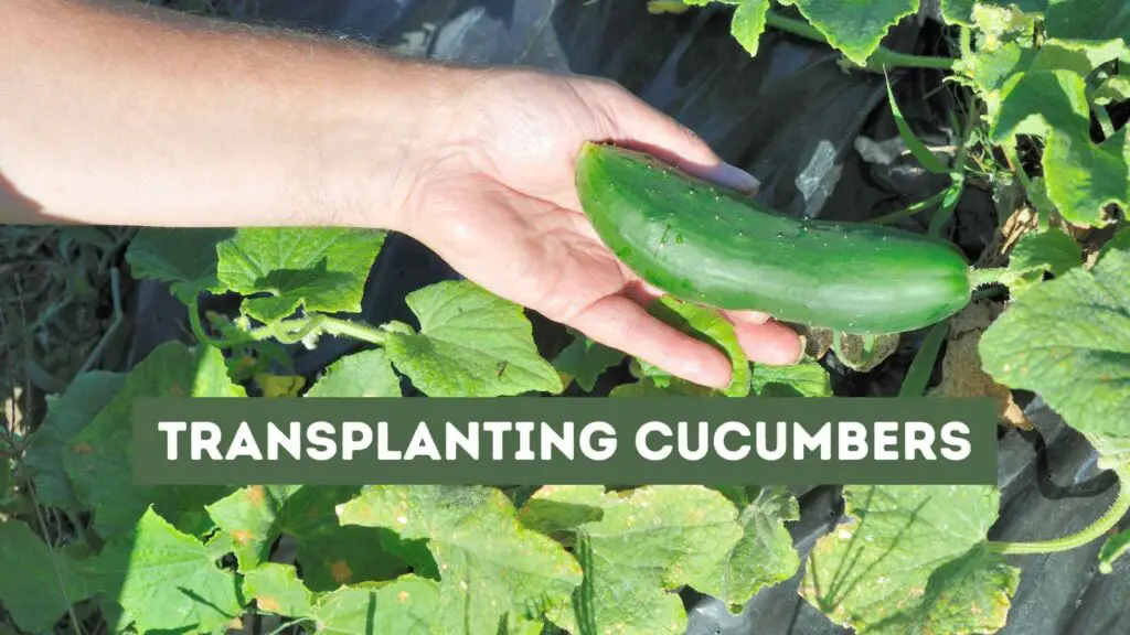 Photo of a person holding a cucumber still attached to the plant. Transplanting Cucumbers.