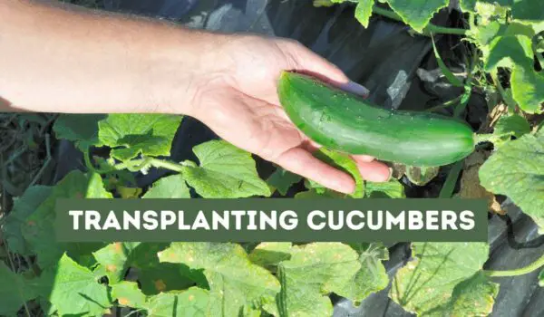 Transplanting Cucumbers (A Complete Guide)