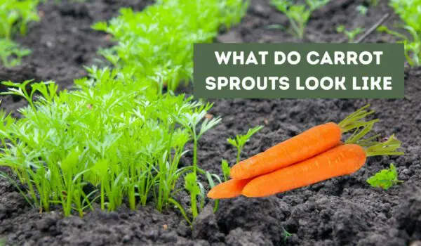 What Do Carrot Sprouts Look Like (A Visual Guide)