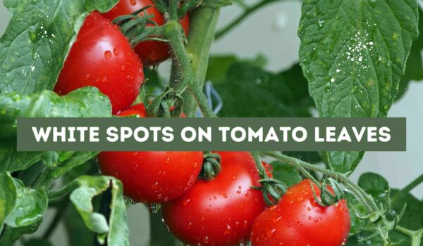 White Spots on Tomato Leaves (Causes and Treatment)